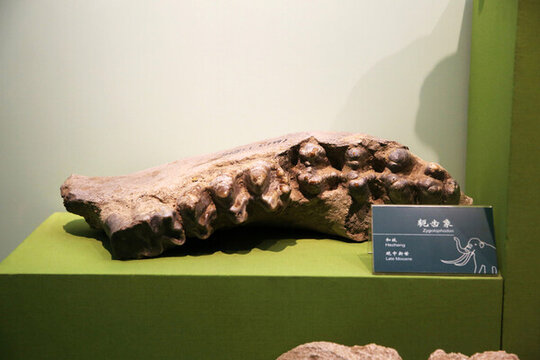 軛齒象化石