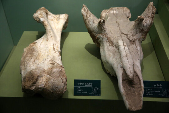 鏟齒象山西獸