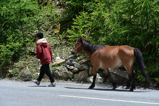 西藏青藏高原田園風(fēng)光