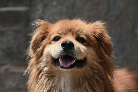 貓貓狗狗