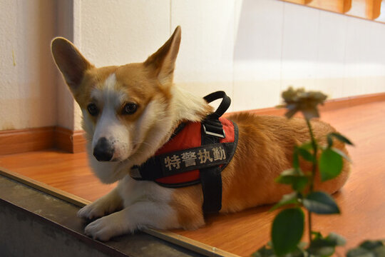 貓貓狗狗