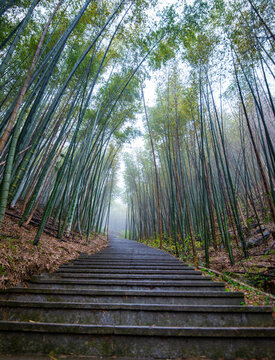 航拍湖南長(zhǎng)沙烏山森林公園