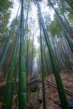 航拍湖南長沙烏山森林公園