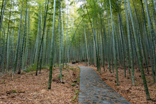 航拍湖南長沙烏山森林公園