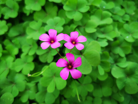 三葉草