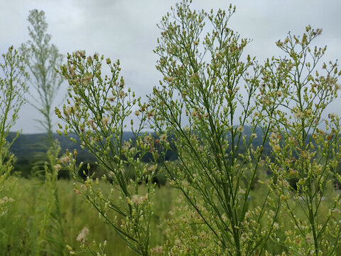 野草