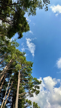 新倉山淺間公園