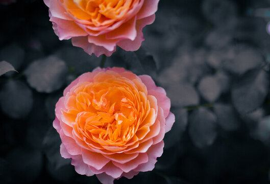 月季花