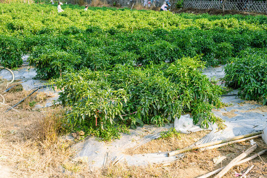 辣椒基地