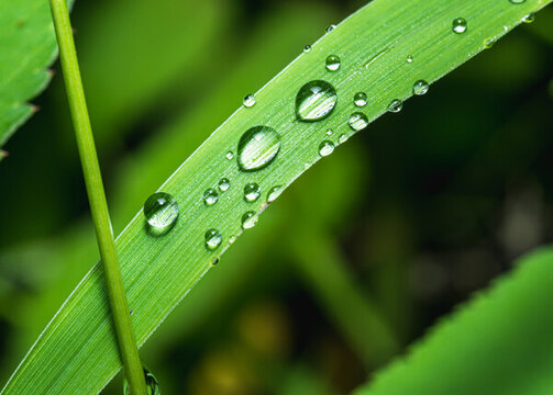 綠葉上雨滴的特寫(xiě)鏡頭