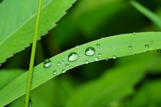 綠葉上雨滴的特寫(xiě)鏡頭