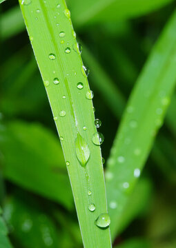 綠葉上雨滴的特寫鏡頭