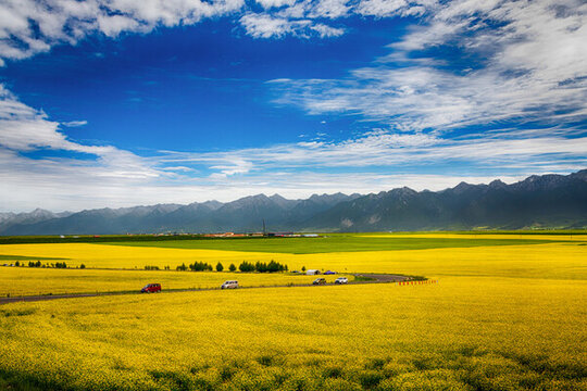 青海門源油菜花景區(qū)