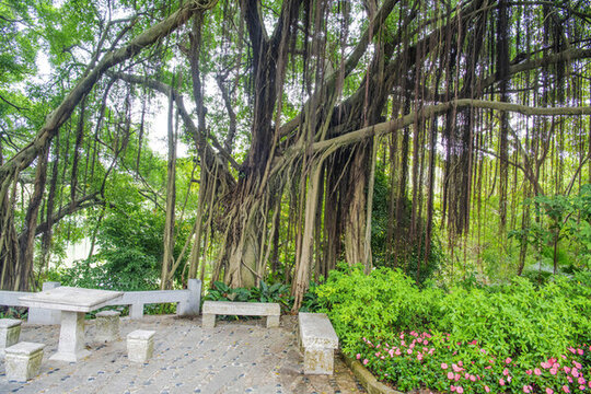 廈門園林植物園柏油路邊榕樹