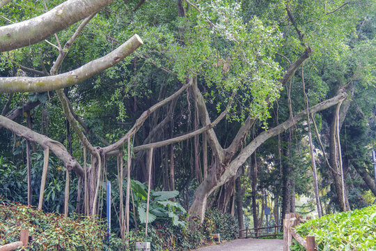 廈門園林植物園榕樹與樹林