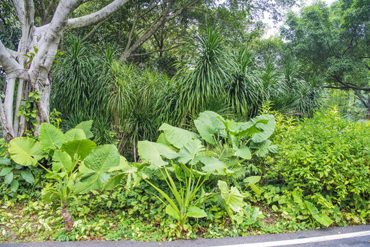 廈門植物園滴水觀音海芋榕樹