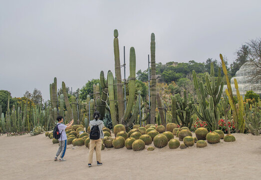 廈門(mén)植物園仙人球仙人掌與山林