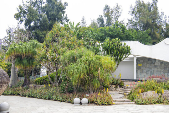 植物園建筑旁龍血樹象腿樹等