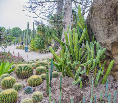 植物園巨石旁仙人掌仙人球