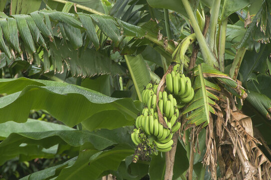 香蕉掛果