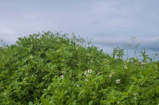 白花鬼針草草叢