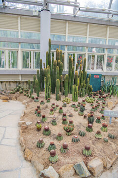 植物展覽館里仙人球和仙人掌