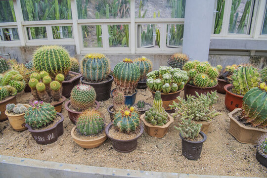 植物展覽館里幾盆盆栽仙人球
