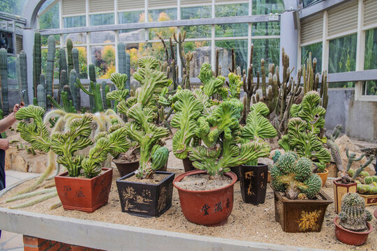 植物展覽館臺(tái)上幾盆盆栽仙人掌