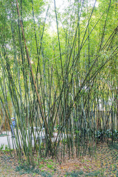 廈門園林植物園路邊一片竹子