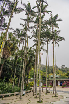 廈門植物園大王椰子樹與建筑