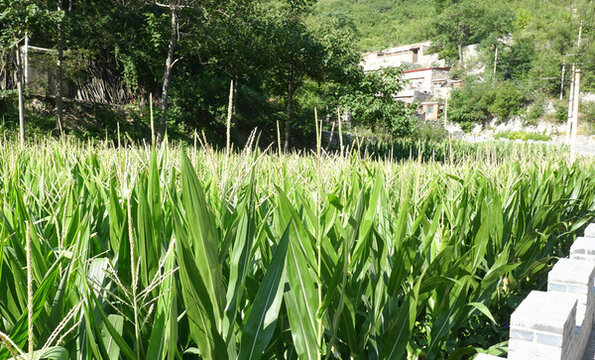 玉米地