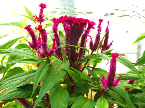 雞冠花