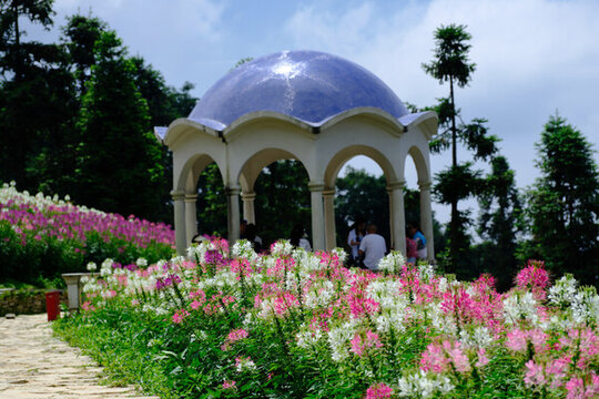 湖北恩施巴東野三關(guān)森林花海