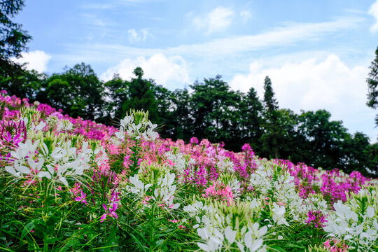 野山關(guān)花海