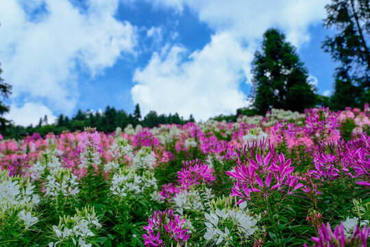巴東野山關花海