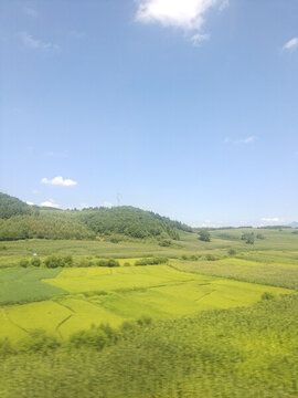 田野
