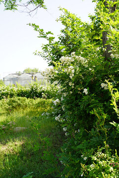 小果薔薇