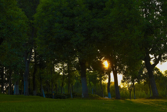 夕陽下的樹林