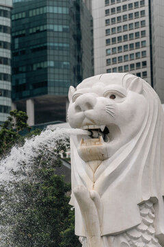 新加坡魚(yú)尾獅特寫(xiě)