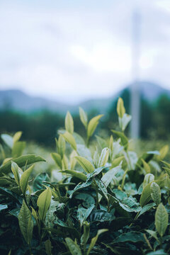 云南茶葉