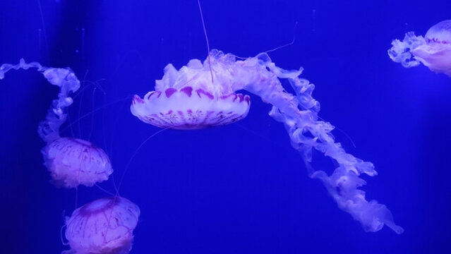 水母
