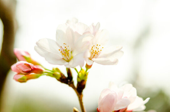 櫻花
