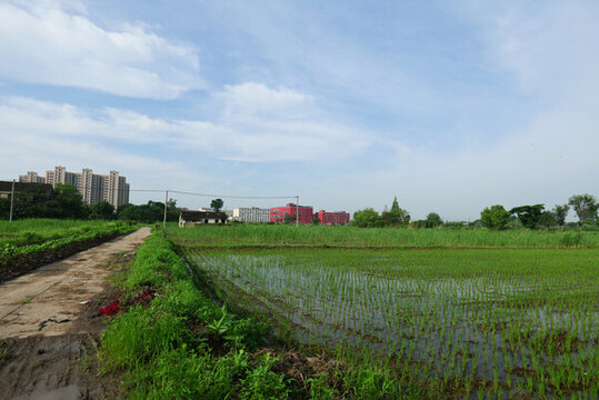 田野