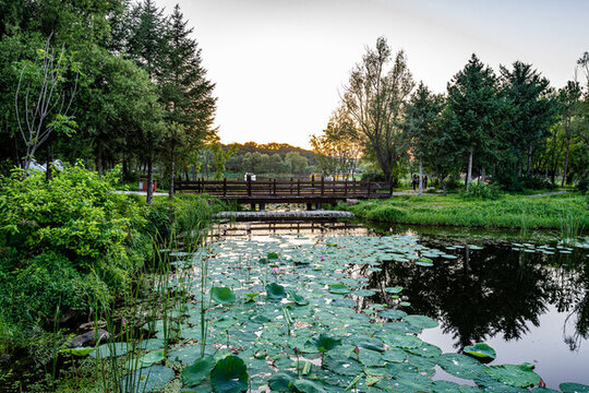 荷花盛開的中國長春凈月潭公園