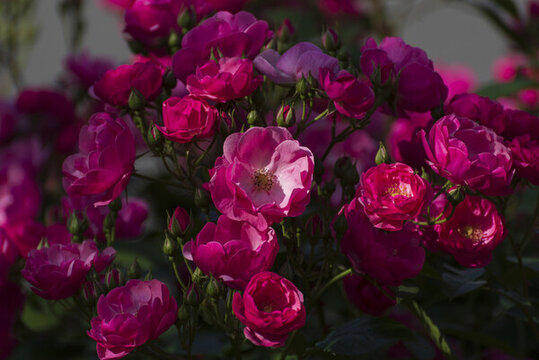薔薇