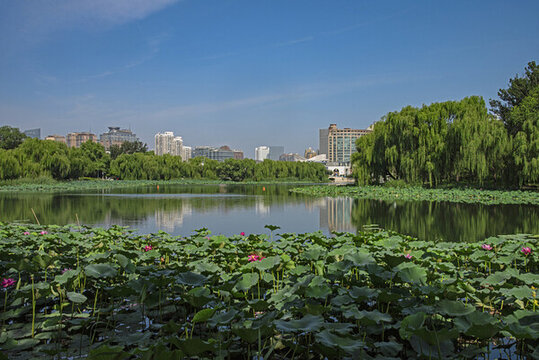 北京朝陽公園荷花湖