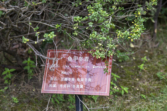 龜甲冬青