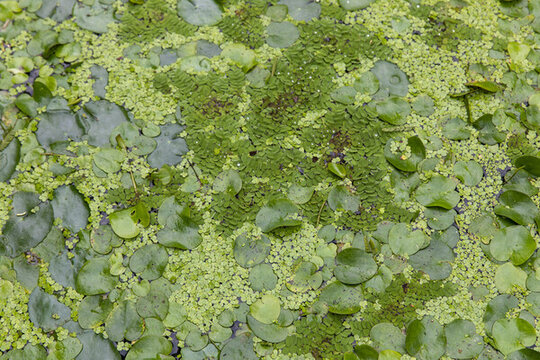 水生植物