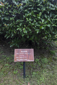 金邊黃楊