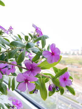 長春花